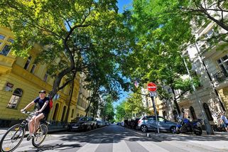 Praha hledá cesty, jak ochladit ulice. Chce víc klimaticky odolných stromů - Seznam Zprávy